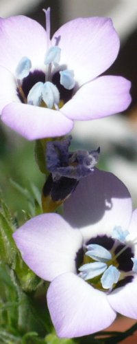 Gilia tricolor Flower